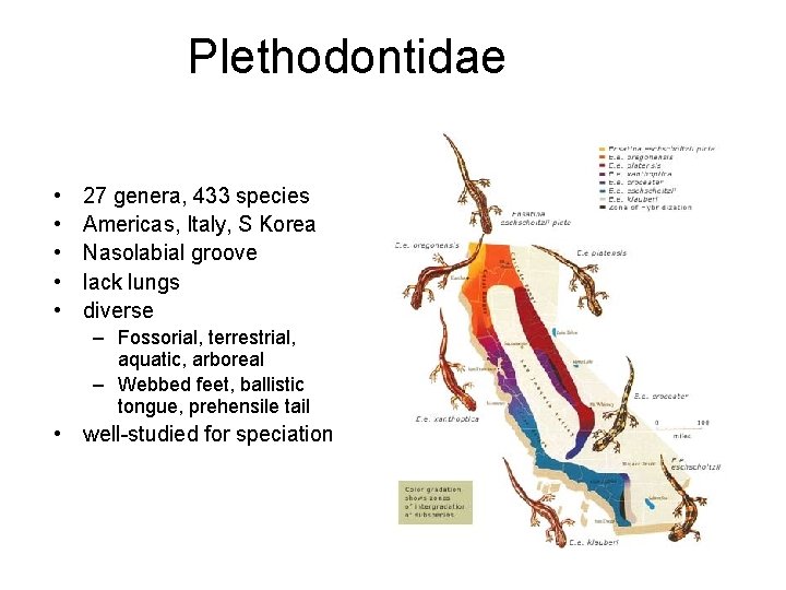 Plethodontidae • • • 27 genera, 433 species Americas, Italy, S Korea Nasolabial groove