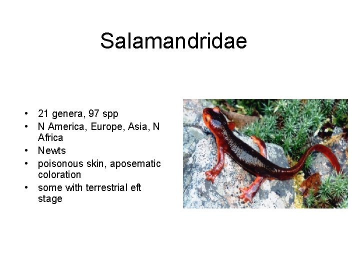 Salamandridae • 21 genera, 97 spp • N America, Europe, Asia, N Africa •