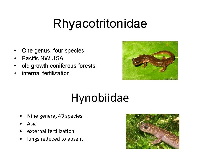 Rhyacotritonidae • • One genus, four species Pacific NW USA old growth coniferous forests