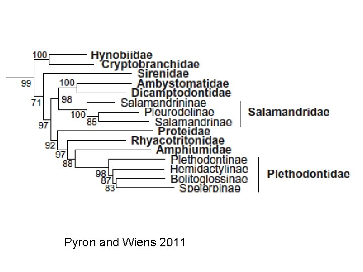 Pyron and Wiens 2011 