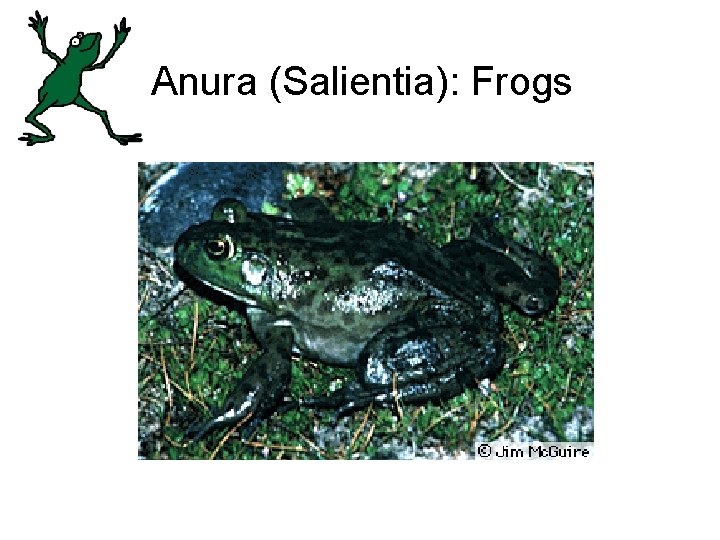 Anura (Salientia): Frogs 