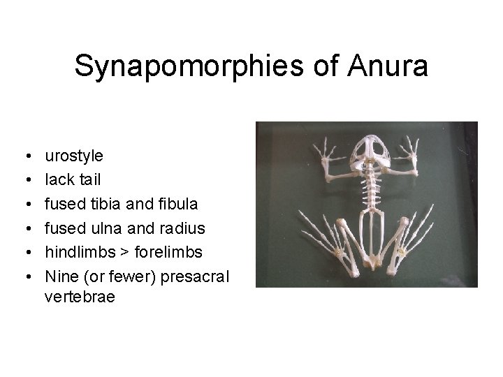 Synapomorphies of Anura • • • urostyle lack tail fused tibia and fibula fused