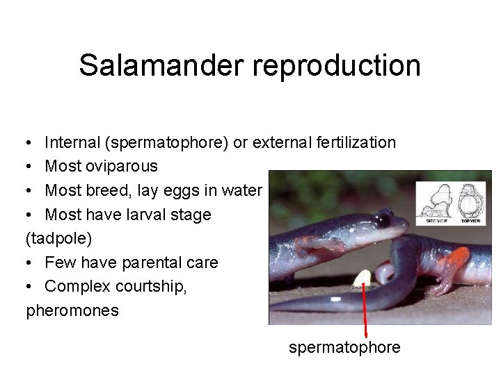 Salamander reproduction • Internal (spermatophore) or external fertilization • Most oviparous • Most breed,