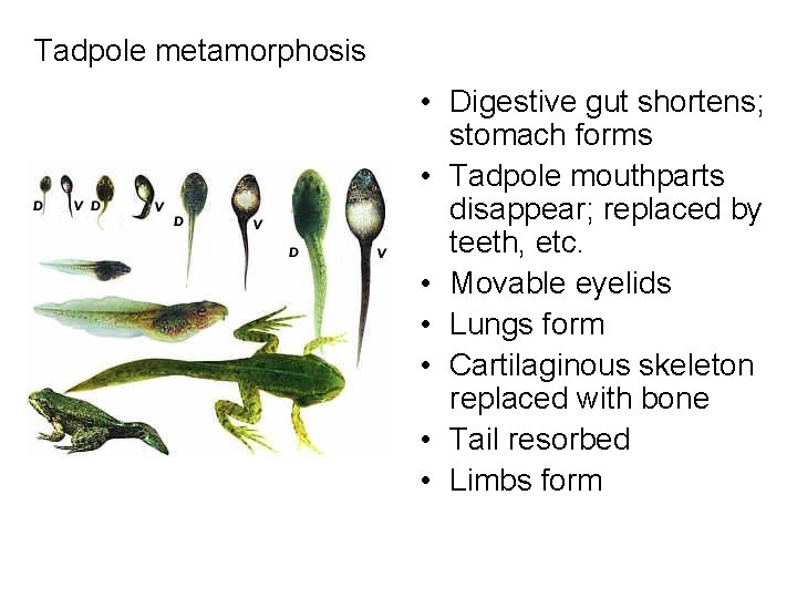 Tadpole metamorphosis • Digestive gut shortens; stomach forms • Tadpole mouthparts disappear; replaced by