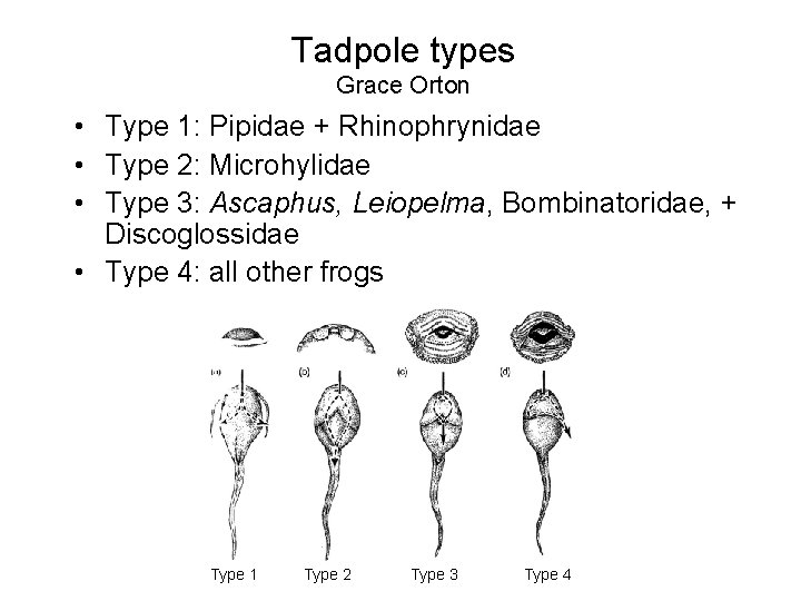 Tadpole types Grace Orton • Type 1: Pipidae + Rhinophrynidae • Type 2: Microhylidae