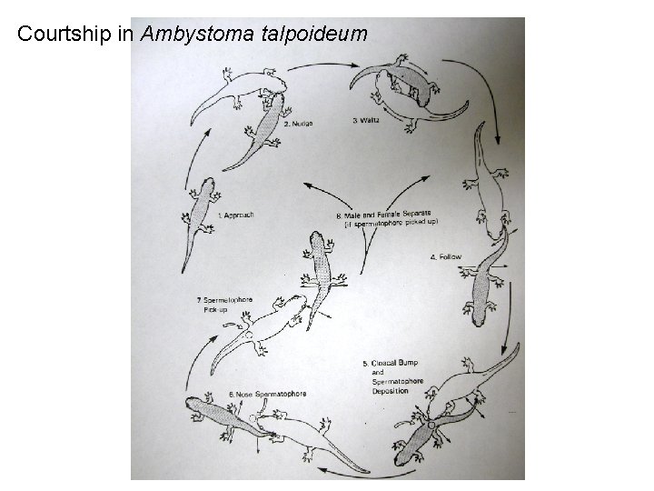 Courtship in Ambystoma talpoideum 