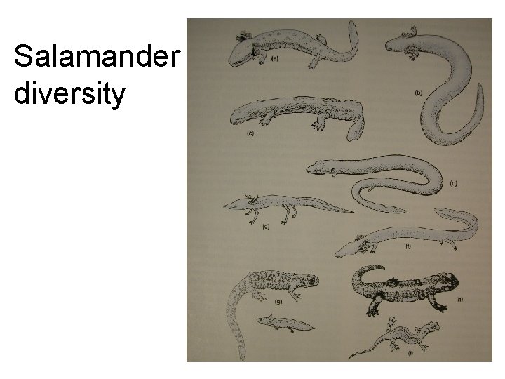 Salamander diversity 