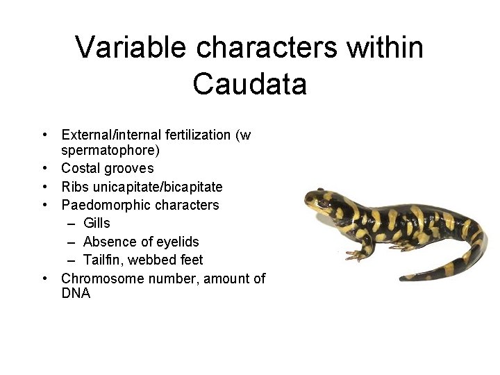 Variable characters within Caudata • External/internal fertilization (w spermatophore) • Costal grooves • Ribs