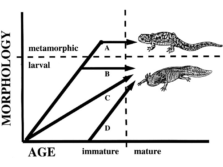 Sirenidae • two genera, 4 species • SE USA • elongate, paedomorphic external gills,