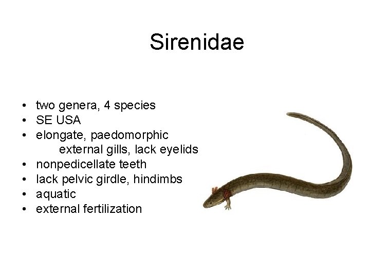Sirenidae • two genera, 4 species • SE USA • elongate, paedomorphic external gills,