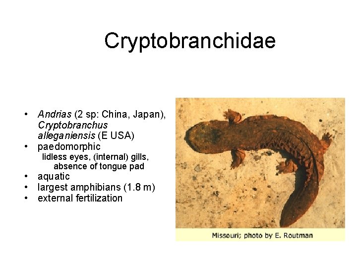 Cryptobranchidae • Andrias (2 sp: China, Japan), Cryptobranchus alleganiensis (E USA) • paedomorphic lidless