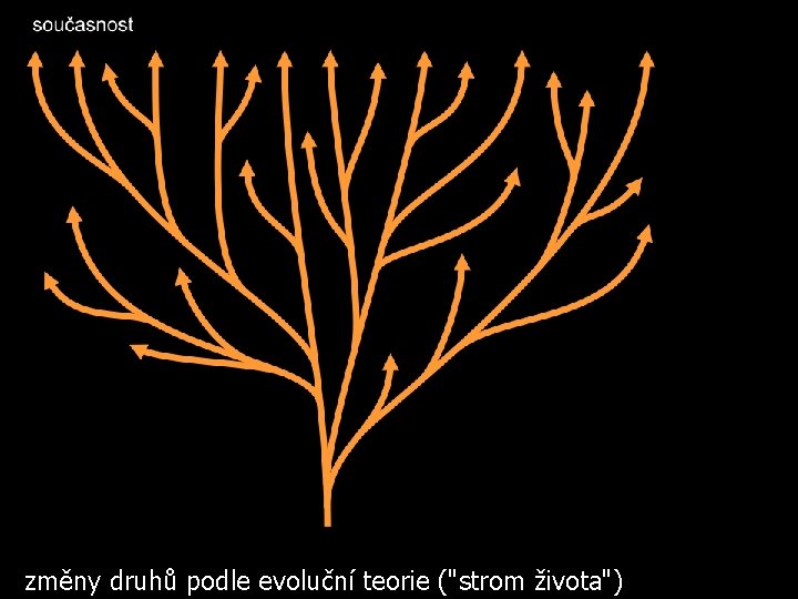 změny druhů podle evoluční teorie ("strom života") 