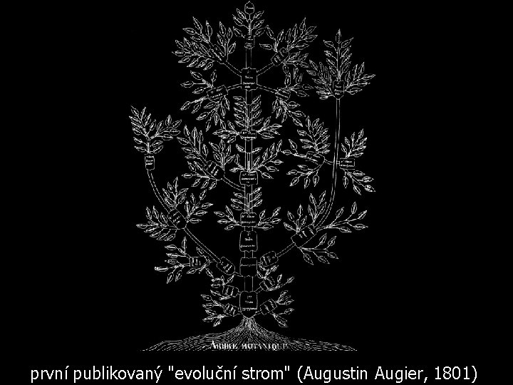 první publikovaný "evoluční strom" (Augustin Augier, 1801) 