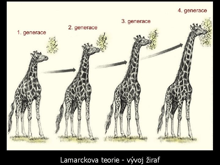Lamarckova teorie - vývoj žiraf 