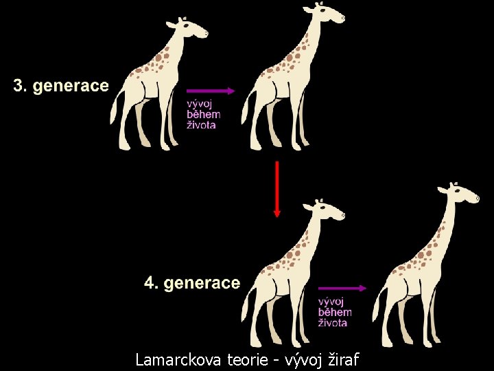 Lamarckova teorie - vývoj žiraf 