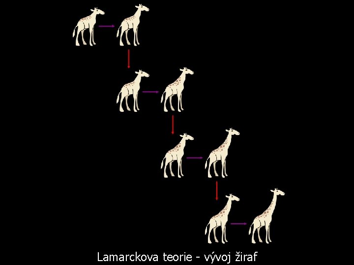 Lamarckova teorie - vývoj žiraf 