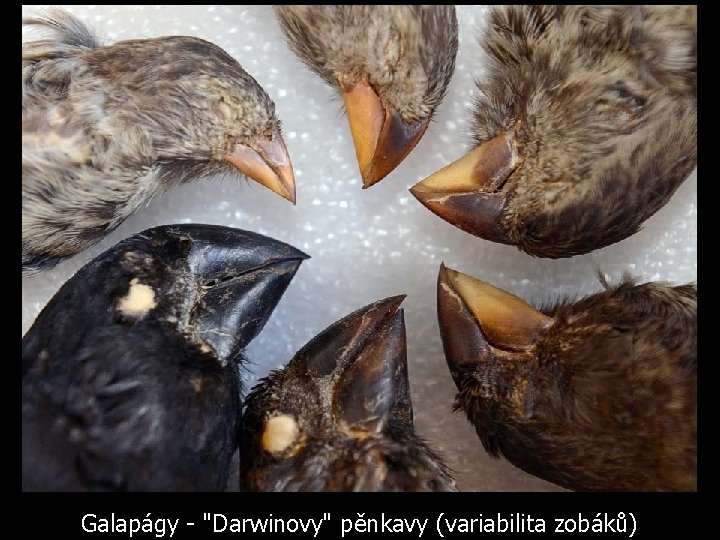 Galapágy - "Darwinovy" pěnkavy (variabilita zobáků) 