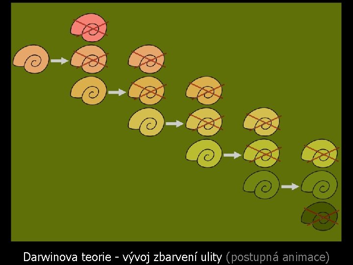 Darwinova teorie - vývoj zbarvení ulity (postupná animace) 