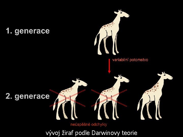 vývoj žiraf podle Darwinovy teorie 