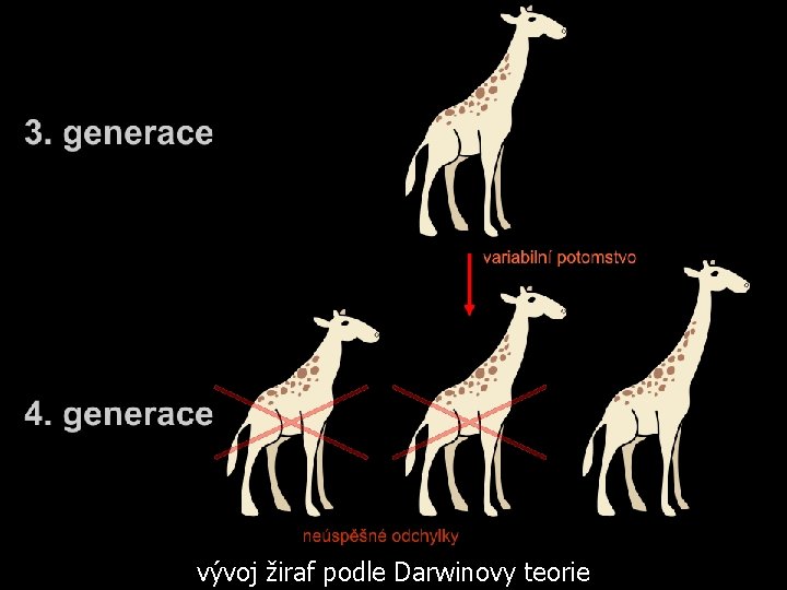 vývoj žiraf podle Darwinovy teorie 