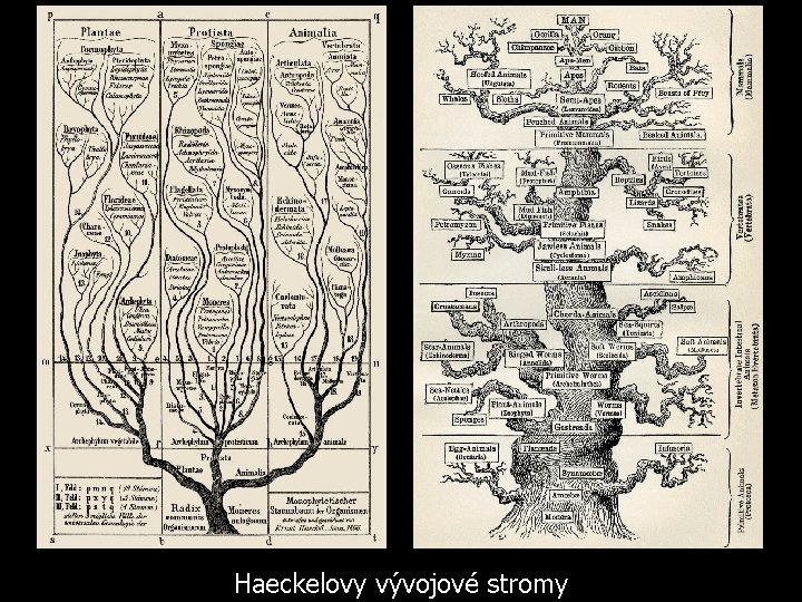 Haeckelovy vývojové stromy 