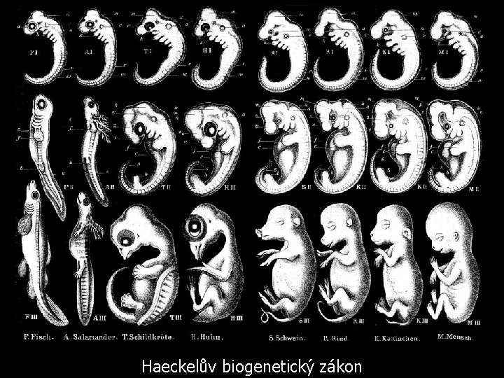 Haeckelův biogenetický zákon 