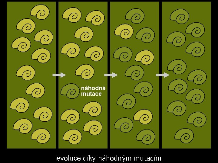 evoluce díky náhodným mutacím 