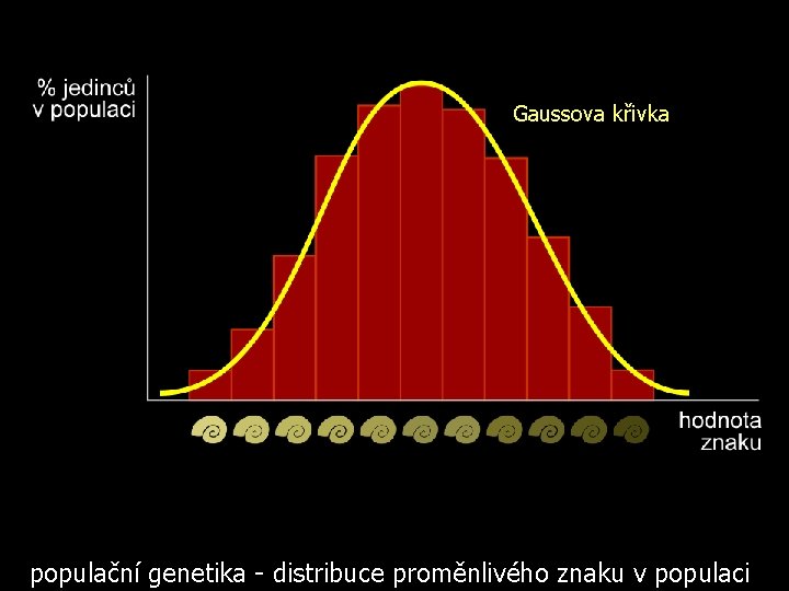 Gaussova křivka populační genetika - distribuce proměnlivého znaku v populaci 