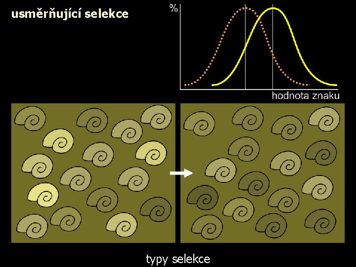 usměrňující selekce typy selekce 