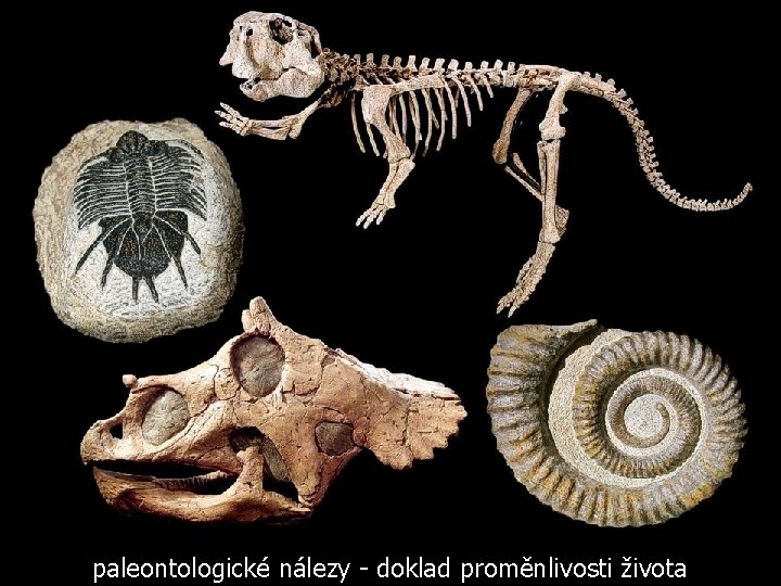 paleontologické nálezy - doklad proměnlivosti života 