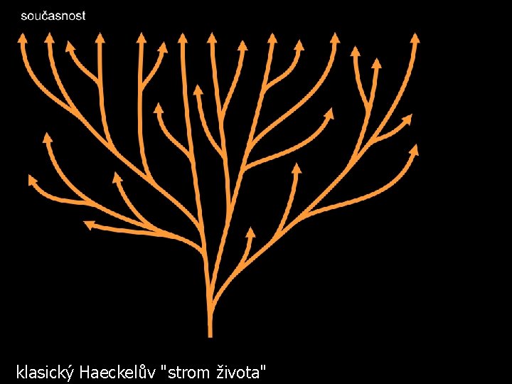 klasický Haeckelův "strom života" 