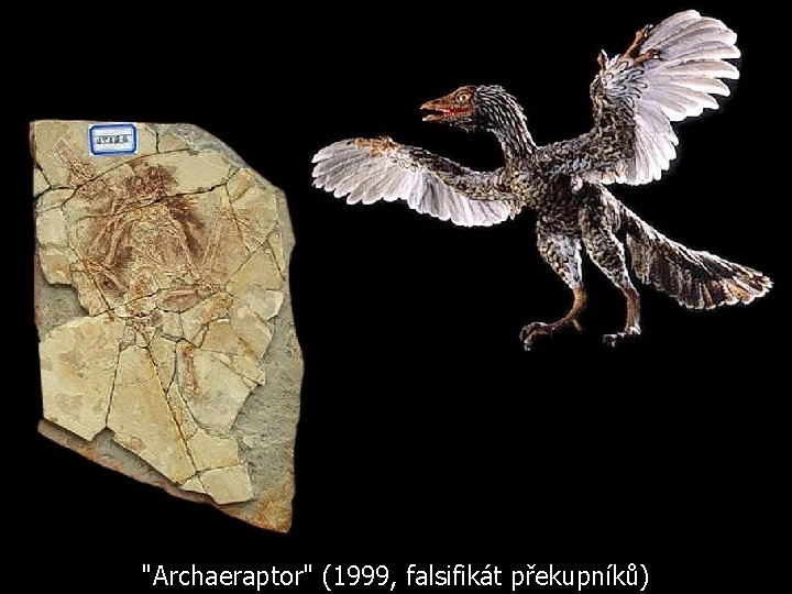 "Archaeraptor" (1999, falsifikát překupníků) 