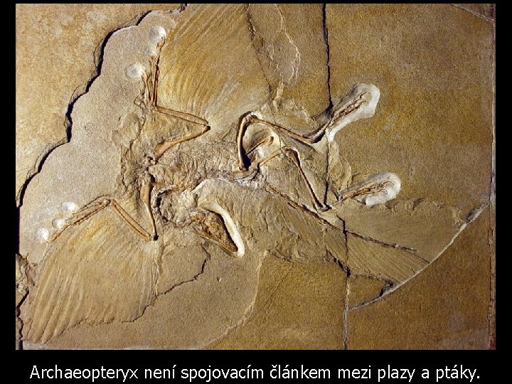 Archaeopteryx není spojovacím článkem mezi plazy a ptáky. 