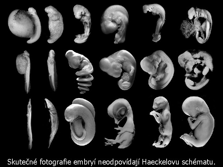 Skutečné fotografie embryí neodpovídají Haeckelovu schématu. 