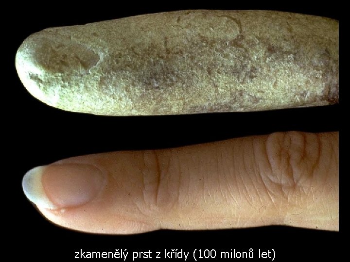 zkamenělý prst z křídy (100 milonů let) 