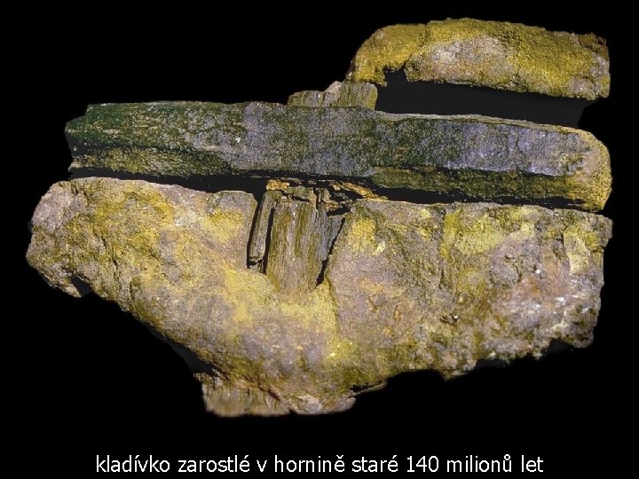 kladívko zarostlé v hornině staré 140 milionů let 