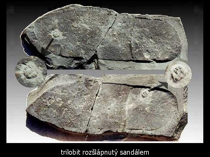 trilobit rozšlápnutý sandálem 