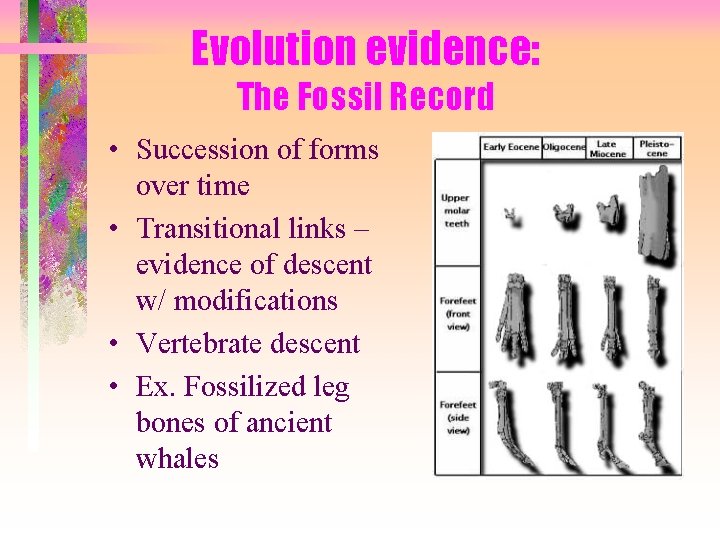 Evolution evidence: The Fossil Record • Succession of forms over time • Transitional links