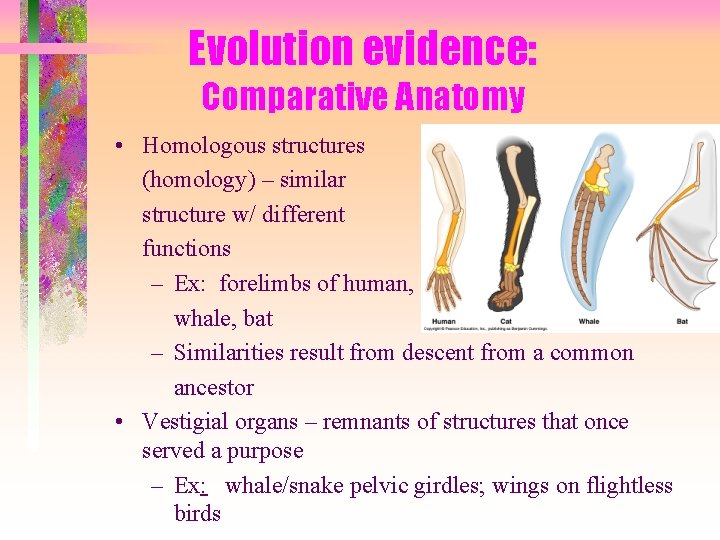 Evolution evidence: Comparative Anatomy • Homologous structures (homology) – similar structure w/ different functions