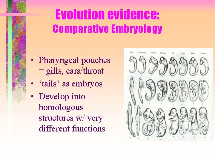 Evolution evidence: Comparative Embryology • Pharyngeal pouches = gills, ears/throat • ‘tails’ as embryos