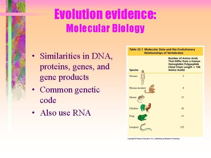 Evolution evidence: Molecular Biology • Similarities in DNA, proteins, genes, and gene products •