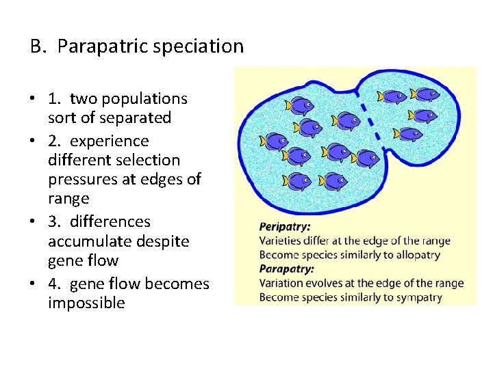 B. Parapatric speciation • 1. two populations sort of separated • 2. experience different
