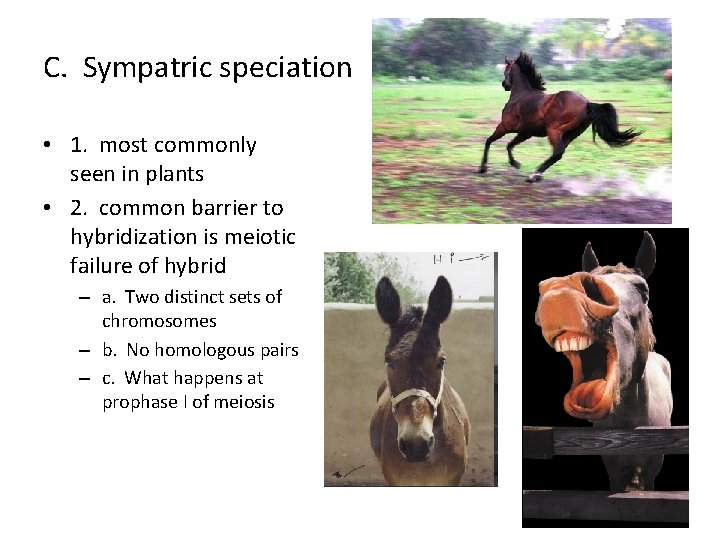 C. Sympatric speciation • 1. most commonly seen in plants • 2. common barrier