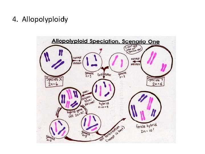 4. Allopolyploidy 