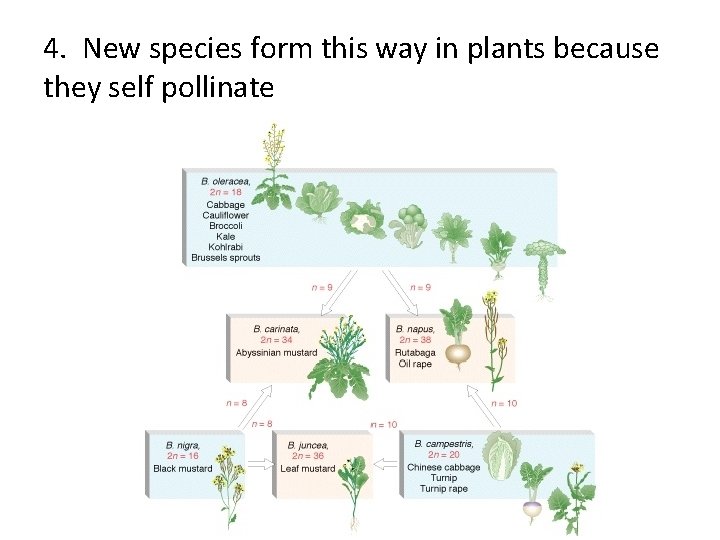 4. New species form this way in plants because they self pollinate 