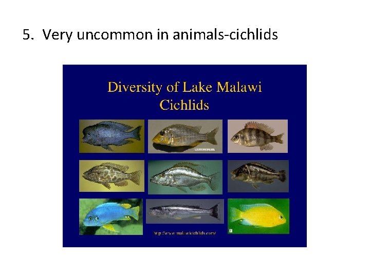 5. Very uncommon in animals-cichlids 