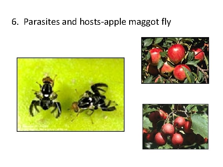 6. Parasites and hosts-apple maggot fly 