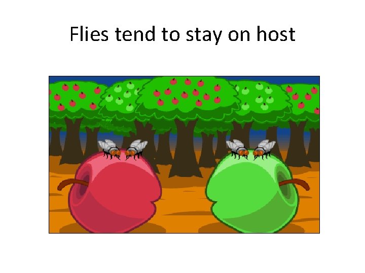 Flies tend to stay on host 