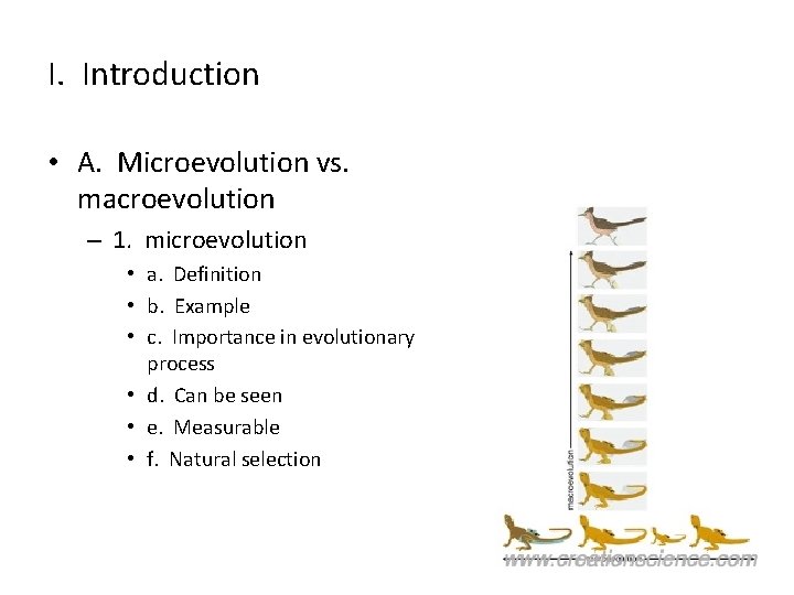 I. Introduction • A. Microevolution vs. macroevolution – 1. microevolution • a. Definition •