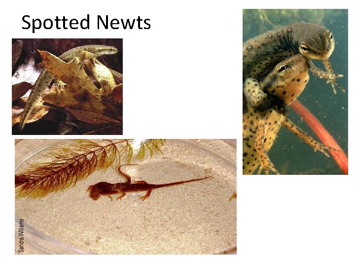 Spotted Newts 